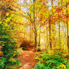 Beautiful view of the forest on a sunny day. Autumn landscape. Carpathians. Ukraine