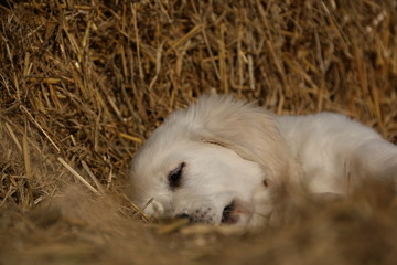 Golden Retriever Welpe