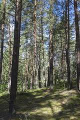 Summer forest in a midland of Europe