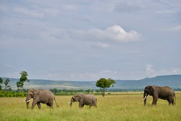 Fototapeta na wymiar アフリカのゾウ