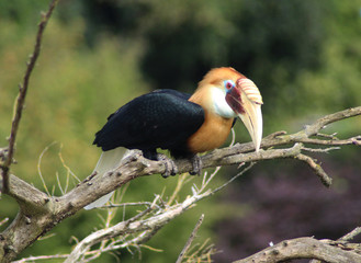 Blyths hornbill (Rhyticeros plicatus)
