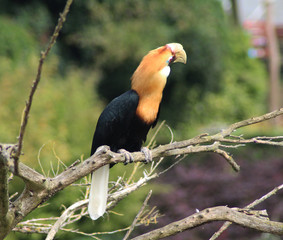 Blyths hornbill (Rhyticeros plicatus)