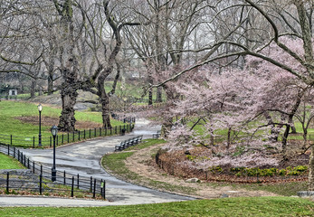 Central Park, New York City spring