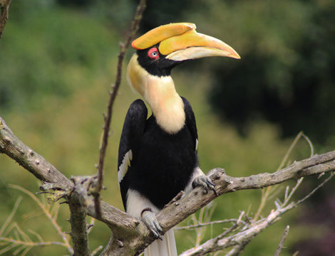 Great Hornbill (Buceros Bicornis)