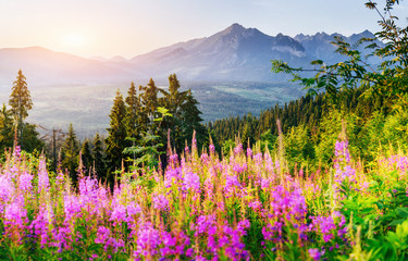 Wild flowers at sunset in the mountains. Poland - obrazy, fototapety, plakaty