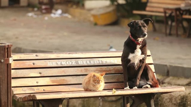 Cat and dog sitting on a bench