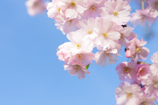Pink cherry blossom in spring