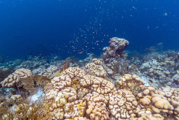 Naklejka na ściany i meble Caribbean coral reef