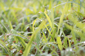 Green grass with dew drops and soft light  in nature background