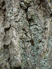 Spider on tree bark