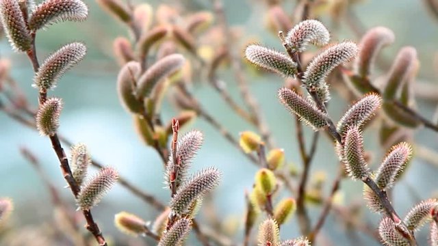 Young catkins willow with water stream in background.