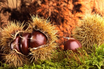 Castagne con riccio  e muschio