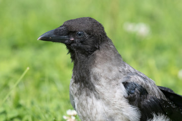Hooded Crow (Corvus cornix).