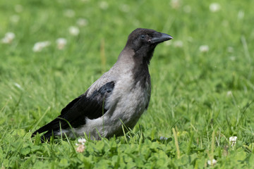 Obraz premium Hooded Crow (Corvus cornix).
