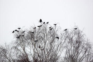 Hooded Crow (Corvus cornix).
