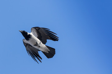 Hooded Crow (Corvus cornix).