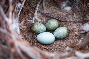 Obraz premium Corvus cornix. The nest of the Hooded Crow in nature.