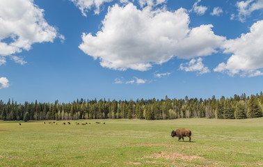 American Bison on the move