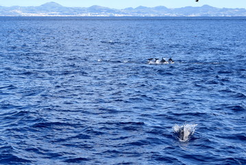 Fototapeta premium Bottlenose Dolphins