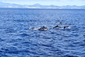 Fototapeta premium Bottlenose Dolphins