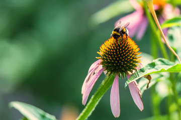 Flowers of Echinacea purpurea and bumblebee