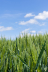 Anbau von Sommergerste oder Futtergerste auf einem Acker im Frühjahr in Brügge Schleswig-Holstein vor blauem Himmel