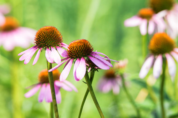 Close up flowers of Echinacea purpurea
