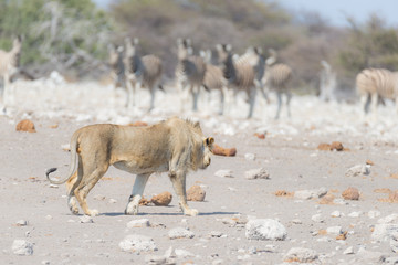Young male Lion, ready for attack, walking towards herd of Zebras running away, defocused in the background. Wildlife safari in the Etosha National Park, Namibia, Africa.