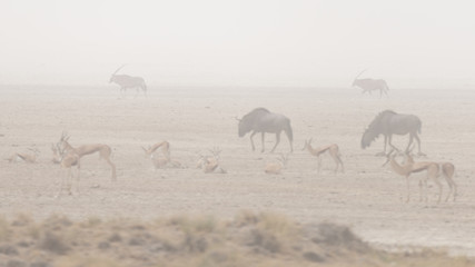Herd of antelopes grazing in the desert pan. Sand storm and fog. Wildlife Safari in the Etosha National Park, famous travel destination in Namibia, Africa.