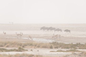 Herd of antelopes grazing in the desert pan. Sand storm and fog. Wildlife Safari in the Etosha...
