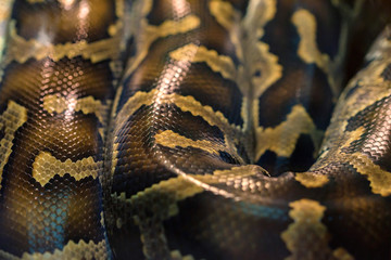Snake skin pattern close up
