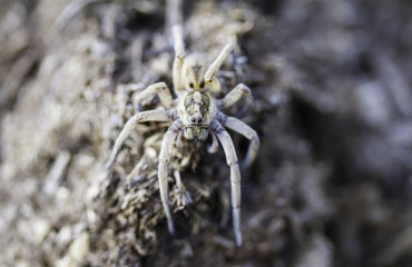 Wolf Spider Hogna radiata