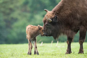 Fotobehang Buffel Bison d& 39 Europe