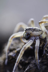 Wolf Spider Hogna radiata