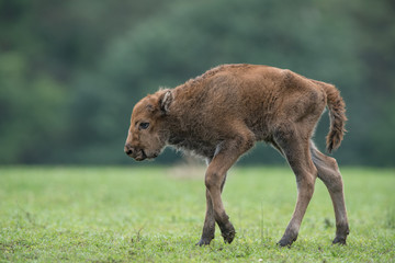 Bison d'Europe