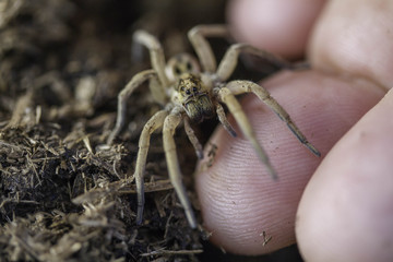 Wolf Spider Hogna radiata