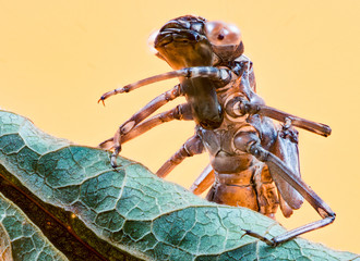 Empty skin of a dragonfly larva