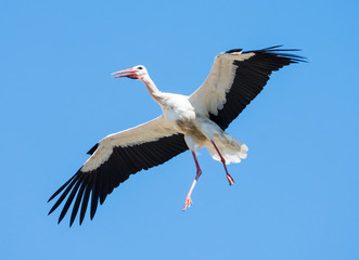 Flying white stork with blue sky