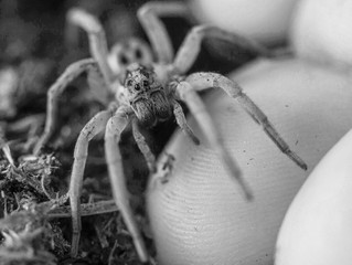Wolf Spider Hogna radiata
