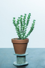 Kakteen und Sukkulenten