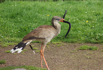 red-legged seriema