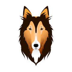 Naklejka premium Isolated colorful head and face of scottish shepherd, collie, sheltie, sheepdog on white background. Line color flat cartoon breed dog portrait.