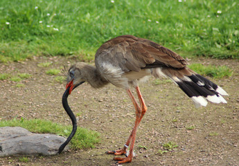 red-legged seriema
