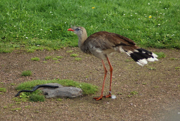 red-legged seriema
