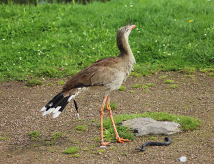 red-legged seriema