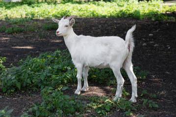 White goat outdoors