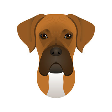 Isolated colorful head and face of german boxer on white background. Line color flat cartoon breed dog portrait.