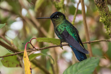 hummingbird landed in a branch