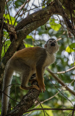Little Titi monkey in a tree