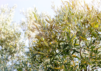 Obraz na płótnie Canvas Green Olives on branch in olive yard in nature 